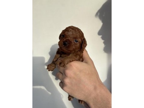 Orijinal kore toy poodle müthiş kalite