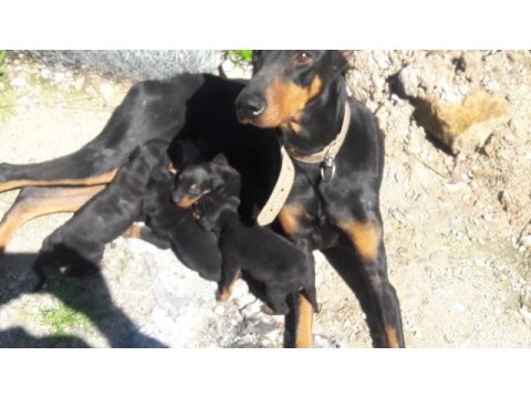 Sahiplendirme doberman