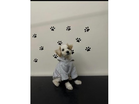 Minnak aşı tam maltipoo