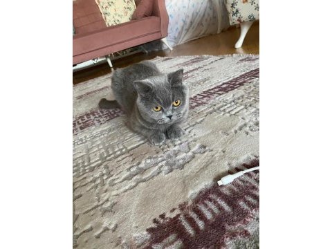 British shorthair kedimize yeni ev arıyoruz