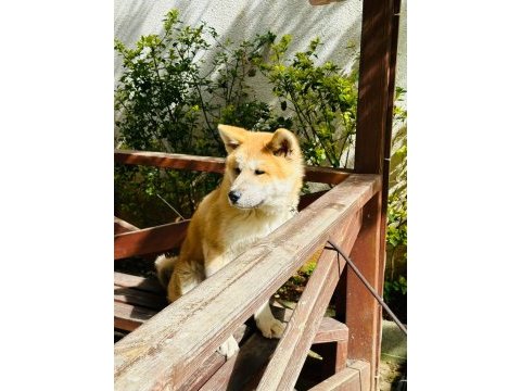 Akita inu erkek yavru