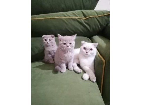 3 kedimiz birden sahiplendirilecektir