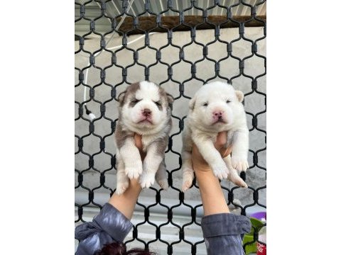 Mavi gözlü muhteşem husky yavruları