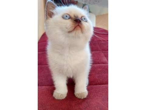 Çok tatlı british shorthair yavrularımız