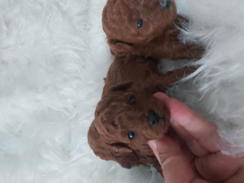 Kore toy poodle bebekler