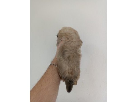 Morkie yavrumuz 1,5 aylık
