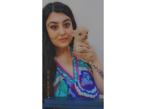 Chihuahua (şivava) yavrular şivava