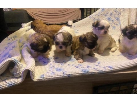 Safkan rengarenk shih tzu bebeklerimiz