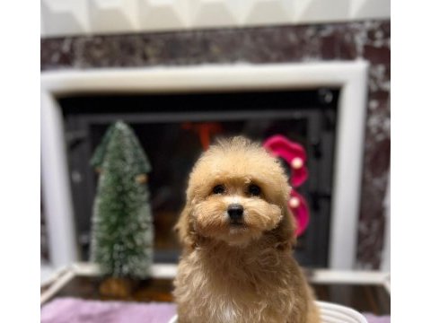 Sevimli maltipoo yavrularımız
