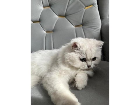 British longhair kedimiz