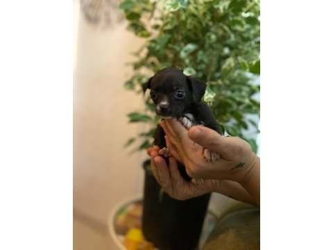 2 aylık chihuahua (şivava) yavruları