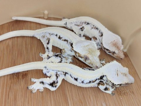 Crested geckolar