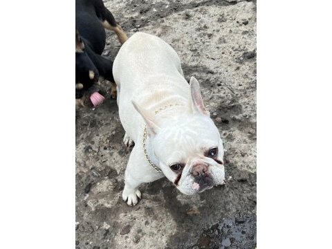 2 yaşında blue cream dişi kızanı yakın french bulldog