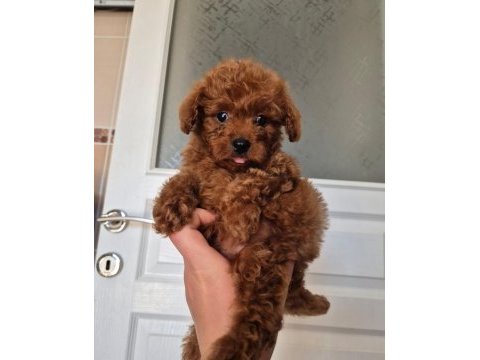 Kore erkek poodle yavrumuz