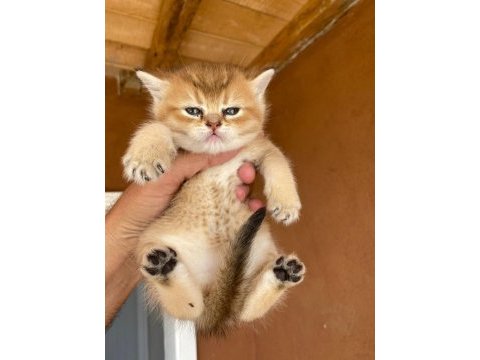 Saf kan golden egzotik british shorthair
