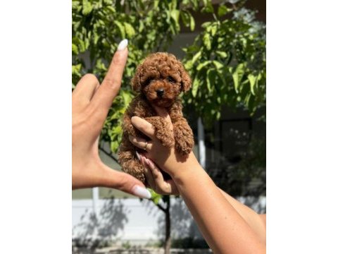 Toy poodle bebeklerimiz ırk sağlık garantili