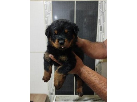 Orijinal rottweiler bebekler
