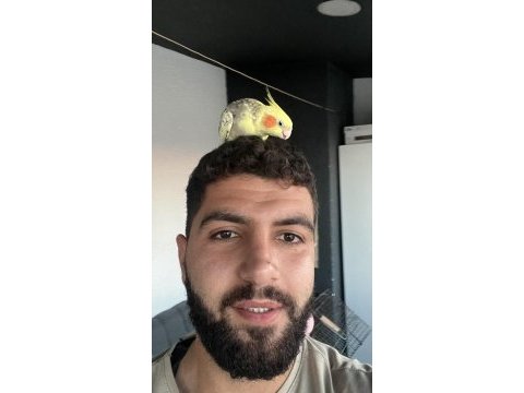 5 aylık ele alışkın sultan papağanı kafes dahil