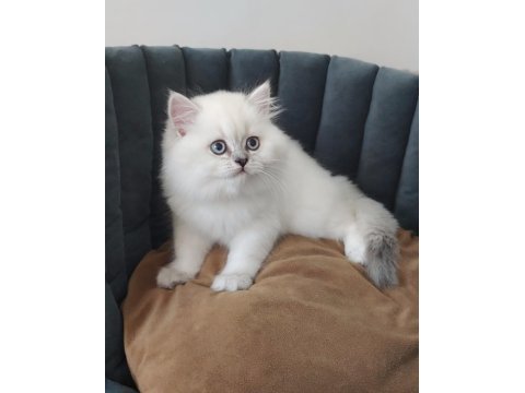 British longhair full şecereli babanın yavruları