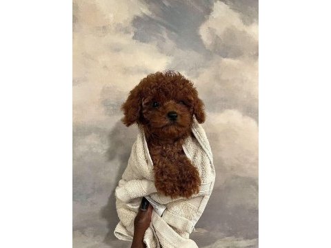 Orijinal toy poodle yavrularımız