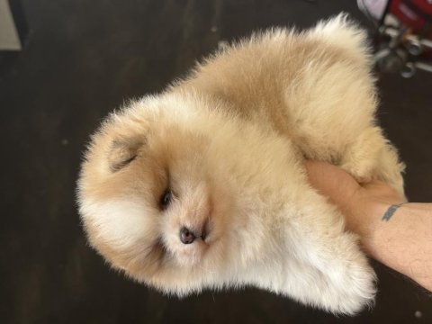 Panda yavru pomeranian bebek