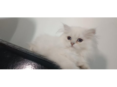 3 aylık maviş dişi british longhair