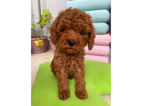 Toy poodle 3 aylık yavrular