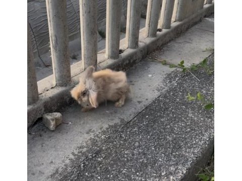 2 yaşında suriye tavşanı