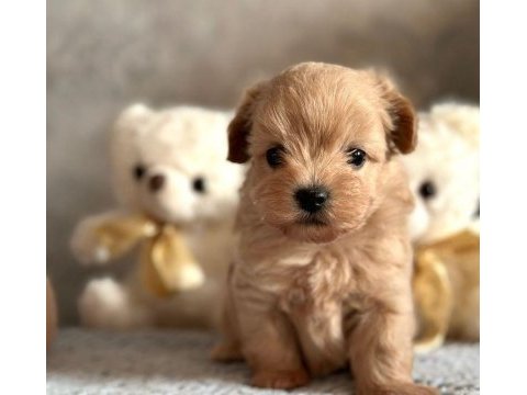 Son kalan toy poodle kalitesinde maltipoo yavrum