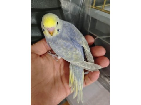 Yavru rainbow muhabbet kuşlar