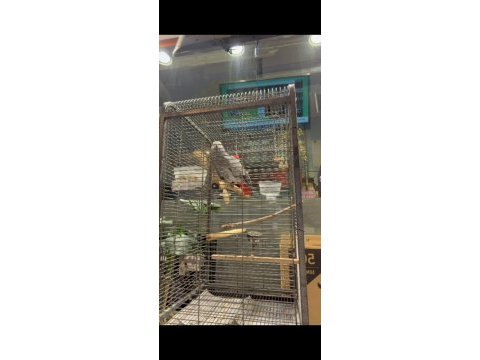 Jako papağanı alışkın