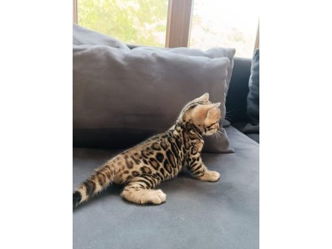Wcf show class bengal bebekler