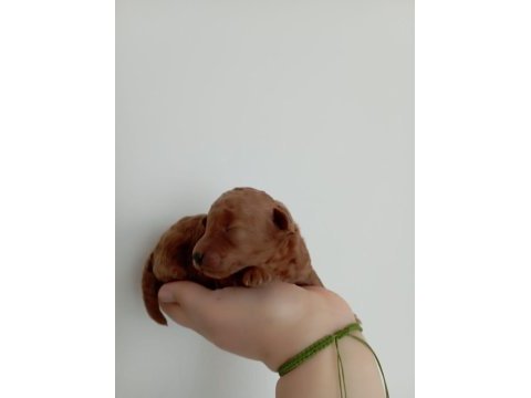 Toy poodle yavrumuz