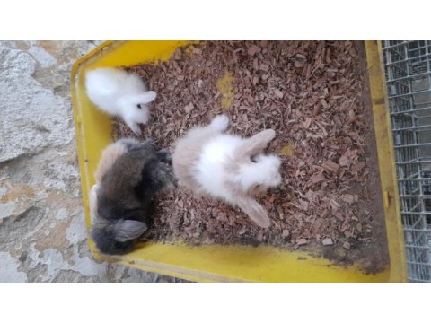 Hollanda lop tavşan yavrusu