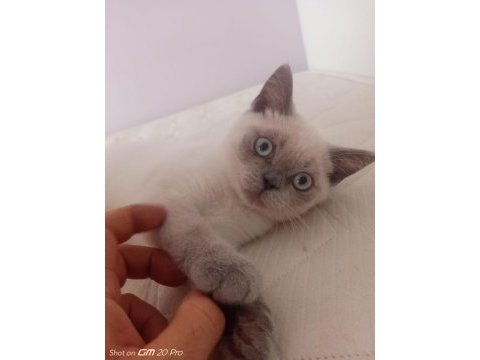 Güzel british shorthair bebeğe yuva arıyoruz