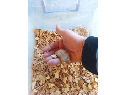Üreticiden gonzales hamster