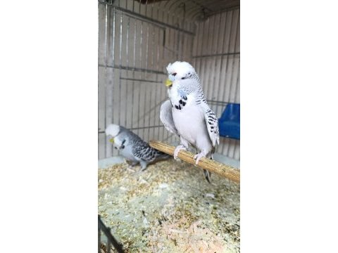 Takım muhabbet kuşları