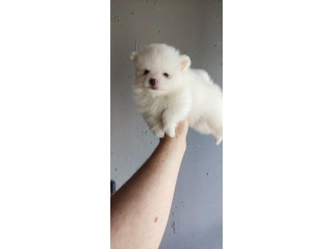 Pomeranian yavrumuz yuvasına gitmeye hazır