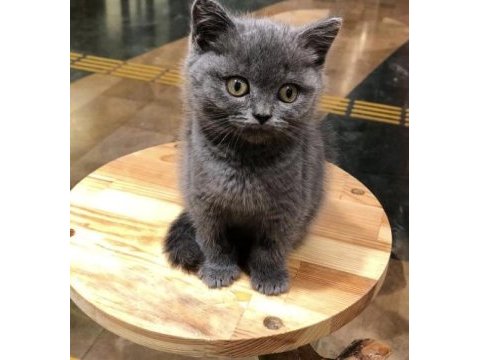 Sevimli british shorthair