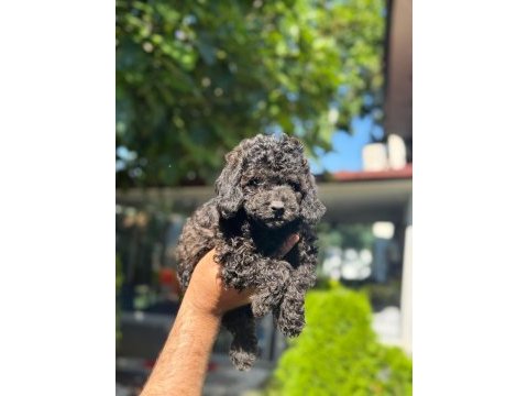 Irk ve sağlık garantili poodle yavrular