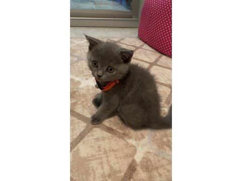 70 günlük british yavru dişi kedi