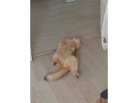 Scottish fold 1.3 yaşında