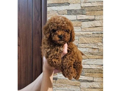 Toy poodle yavru | veteriner kontrollü