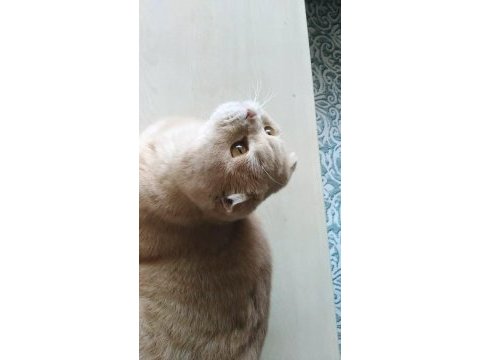 2 yaşında sağlıklı cipli scottish fold
