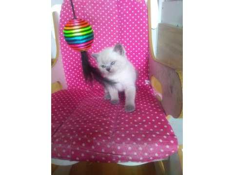 Teslime hazır british shorthair yavrularım