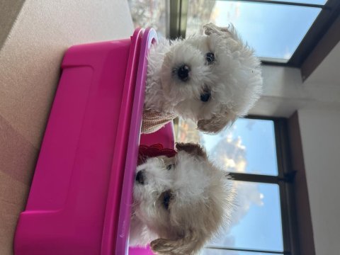 Kıvır kıvır maltipoo bebekler