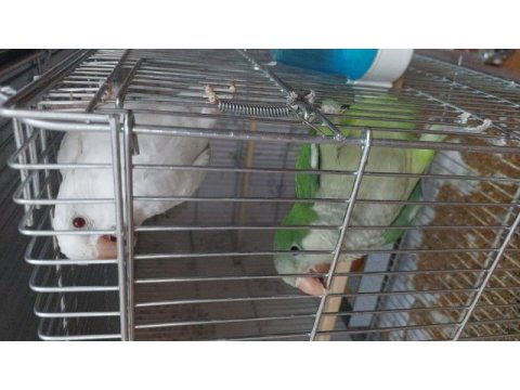 Albino ve yeşil monk 5 aylık