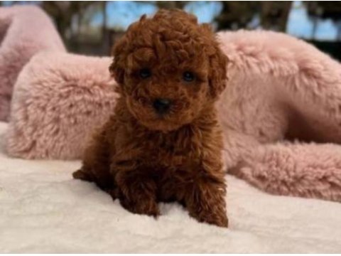 Orjinal toy poodle erkek dişi red yavru şecereli anne baba