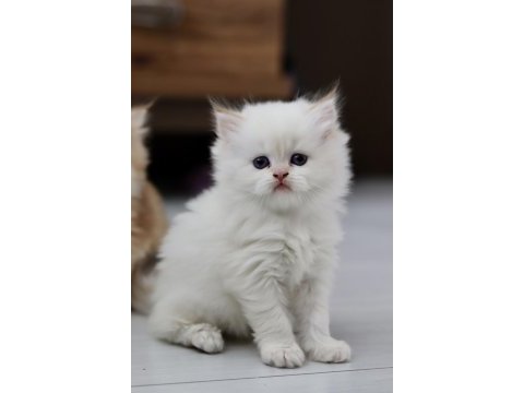 Safkan cana yakın sosyal british longhair bebekler