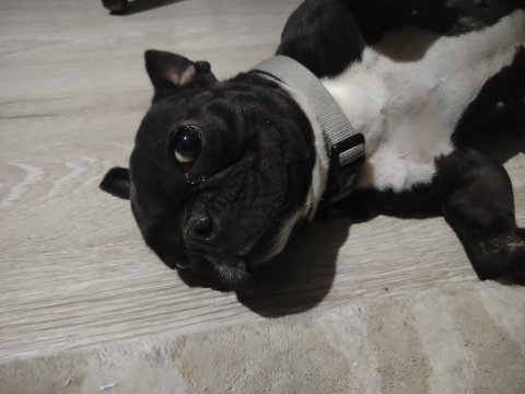 En küçük boy dişi fransız buldog eğitimli 2.5 yaşında